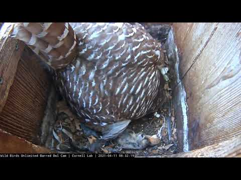 Second Barred Owl Egg Hatching—Eggshell Appears! April 11, 2021 WBU Barred Owl Cam | Cornell Lab