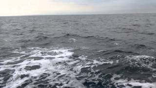 Белый дельфин в чёрном море