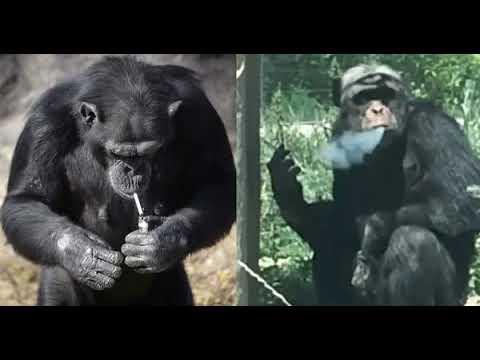 Chimpanzee Addicted To Smoking Becomes A ‘Chain Smoker’ As Tourists Throw Lit Cigarettes At Him