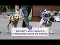 Meet the Wimbledon Security Dogs | Wimbledon 2023