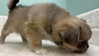 ハーフ犬の動画01