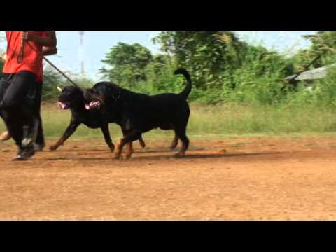 Hanibal Crni Lotos & Roopika's Alex