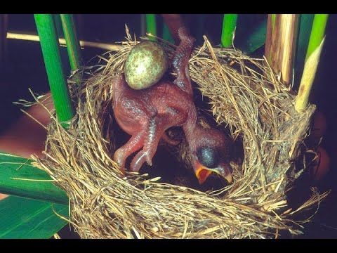 , title : 'Common Cuckoo chick ejects eggs of Reed Warbler out of the nest.David Attenborough's opinion'