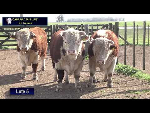 Lotes de Toros Cabaña " San Luis de Trelaun