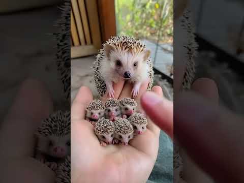 Bébés hérissons mignons 🦔🦔🦔🦔