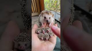 Miniature vidéo