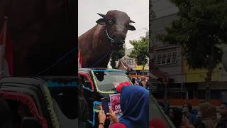 Download lagu giant cow riding on top of a box car🐄😱🛻#BabaNazeemAl_khaiz#comedy#funny#videoshorts mp3