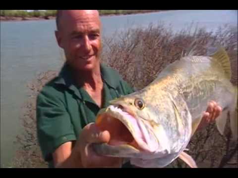 Barramundi v zarostlém terénu