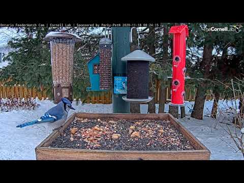 Ten Minutes Of Blue Jay Mania At The Ontario FeederWatch Cam – Nov. 18, 2020