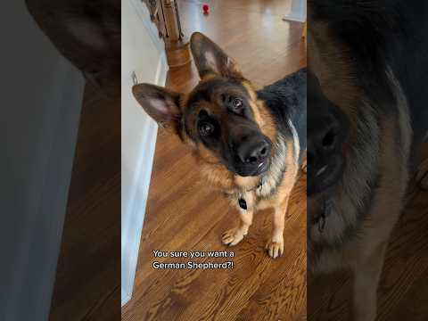 You sure you want a German Shepherd?