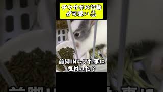 動きが全部あざと可愛い…子うさぎ塩ちゃんに癒やされる動画🐰 #shorts