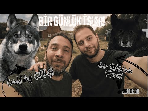 Wolfdog Çiftliği'nde Gündelik Hayat!!
