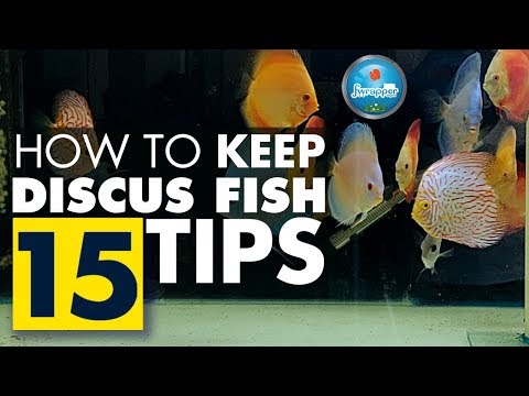 How To Keep Discus Fish || Complete Guide for Beginners