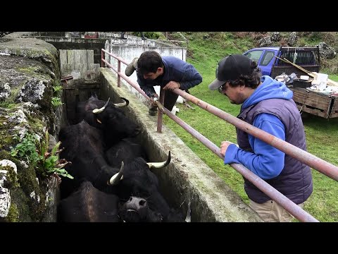 JAF - Vacas Bravas & Bezerros Dos Boins - Desparasitação, Desmame e Colocação De Brincos
