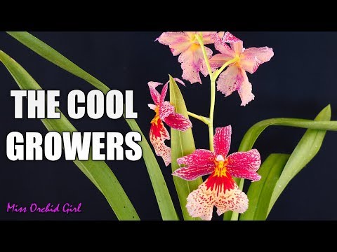 Cool Growing Orchids Update - Some good news & some bad news