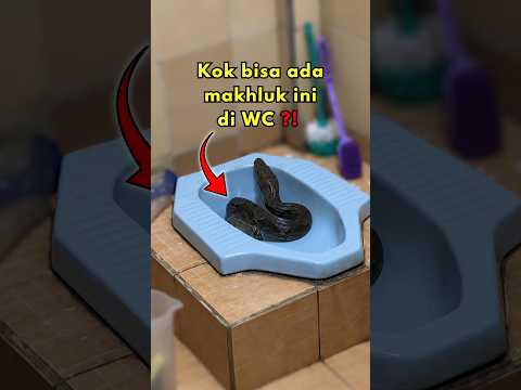 Kenapa Ular Bisa Muncul dari WC ❓