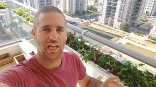 צמחים מתאימים לשמש מלאה וחצי צל במרפסת