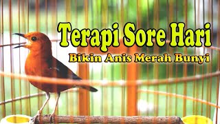 Download lagu UNTUK TERAPI ANIS MERAH SORE HARI CEPAT RESPON, ANIS MERAH NGEPLONG SORE HARI mp3 Download lagu UNTUK TERAPI ANIS MERAH SORE HARI CEPAT RESPON, ANIS MERAH NGEPLONG SORE HARI mp3