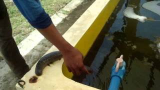 preview picture of video 'Claveria hatchery tour II'