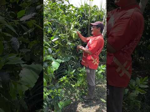 En Cajibío, Cauca, los campesinos son verdaderos emprendedores.