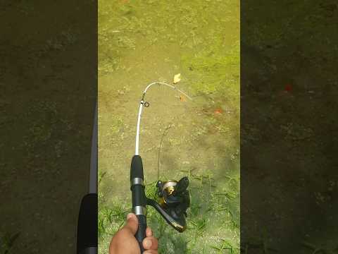 Flexible Fishing Rod #fishing #fishingrod