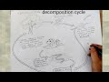 how to draw decomposition cycle in terrestrial ecosystem