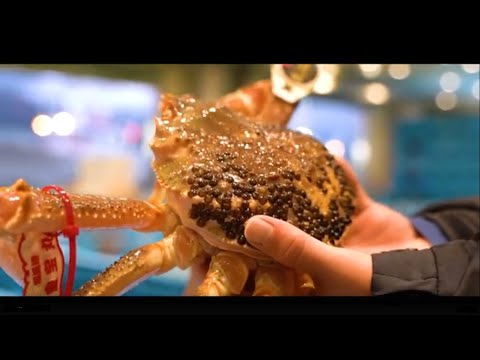 Discover  Tottori～松葉がにの水揚げ～