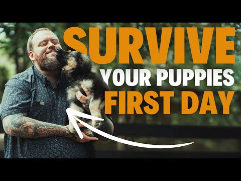 How To Survive The First 24 Hours With Your New Puppy!