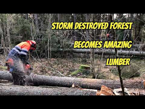 STORM Destroyed Forest Becomes AMAZING Lumber!