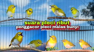 Download lagu Suara Pleci Ribut Bersahutan Memancing Pleci Lain || Terapi Pleci Koloni mp3 Download lagu Suara Pleci Ribut Bersahutan Memancing Pleci Lain || Terapi Pleci Koloni mp3