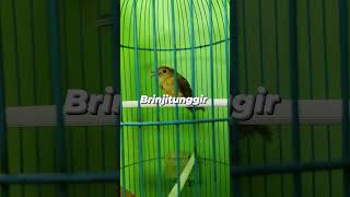 Download lagu burung brinji rambut tunggir masteran suara kasar cocok untuk murai batu dan cucak ijo#masterankasar mp3 Download lagu burung brinji rambut tunggir masteran suara kasar cocok untuk murai batu dan cucak ijo#masterankasar mp3