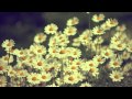 OST Daisy - Daisy - Hey (데이지 - 헤이) 