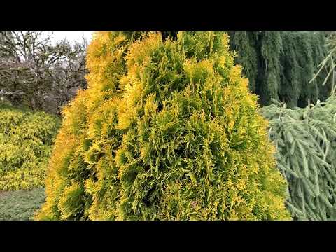Thuja occident...