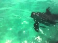 Dolphins at Shell Island 2011