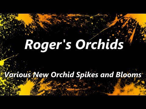 Various New Orchid Spikes and Blooms