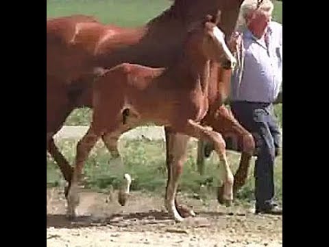 2018 top dressage Hanoverian colt by FÜRST BELISSARO www.sporthorses-online.com