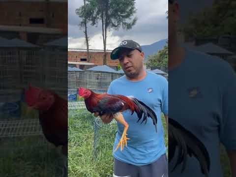 Juan David "Criadero Dubái" llegará con toda su artillería para abusar a los blackmambas 🇨🇴 Vs 🇨🇺-🇺🇸