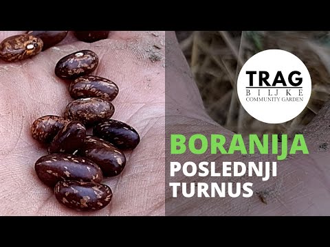 SOWING OF GREEN BEANS - LAST ROUND (2021) [TRACE OF THE PLANT]