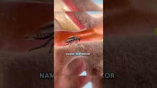 Download lagu Bahaya membersihkan telinga dengan cotton bud #faktakeren #faktaunik #faktamenarik mp3 Download lagu Bahaya membersihkan telinga dengan cotton bud #faktakeren #faktaunik #faktamenarik mp3