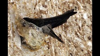 Download lagu 50 lebih  link suara walet  tinggal download mudah dan simple # 01 mp3