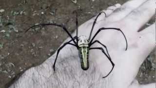 preview picture of video 'Orb web spider'