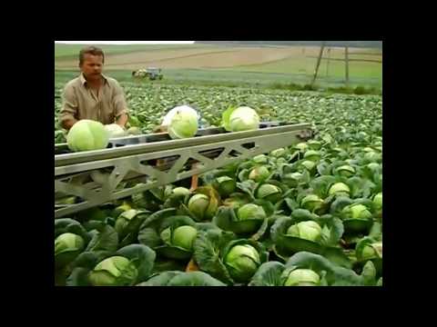 download lagu mp3 mp4 Vegetable Conveyor Belt, download lagu Vegetable Conveyor Belt gratis, unduh video klip Vegetable Conveyor Belt
