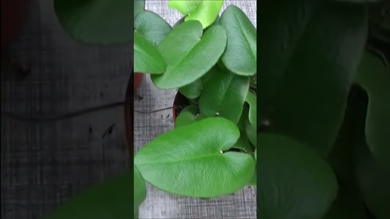 Jardinage: Hemionitis arifolia à feuilles d'Arum: Entretien et arrosage: Plante verte d'intérieur