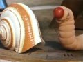 Creepy Crawlies Away In A Dream