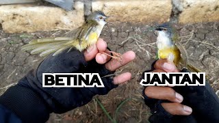 Download lagu Cara Membedakan Prenjak Tebu/Ciblek Tebu JANTAN dan BETINA mp3 Download lagu Cara Membedakan Prenjak Tebu/Ciblek Tebu JANTAN dan BETINA mp3