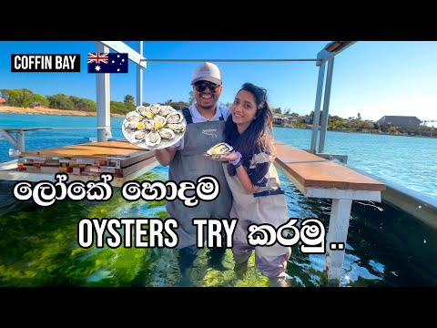 Trying Oysters for the first time | සිංහල Travel Vlog | Hello Explorers