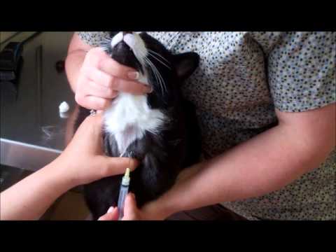 Feline Jugular Venipuncture
