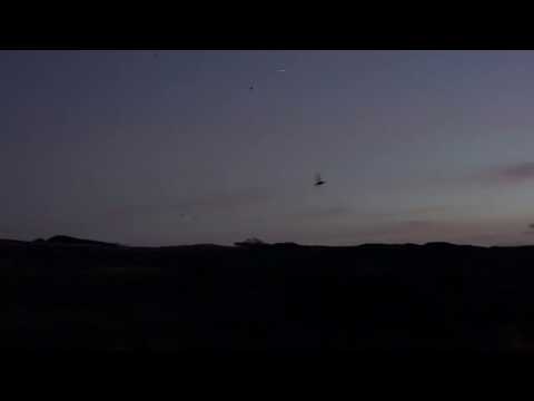 Shearwaters Swarm the Night Sky at Cape Woolamai, Australia