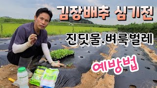 김장배추 심기전 진딧물,벼룩벌레 확실한 예방법  김장무 심는시기
