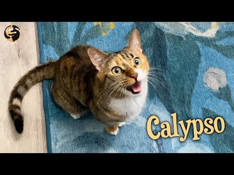 Cat Talks to Human with Weird Meow